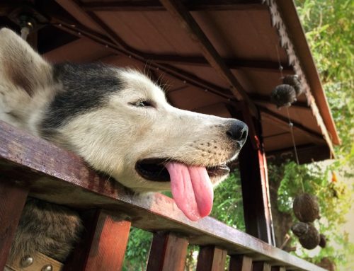 Preventing Heatstroke and Dehydration in Pets