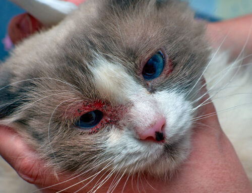 Cat and Dog Eye Problems: Symptoms, Diagnosis, and Treatment