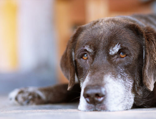 Managing Chronic Pain in Pets: New Therapies and Techniques