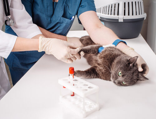 Why Annual Bloodwork Is Essential for Preventive Care