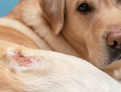 Diagnosing and Managing Skin Allergies in Pets