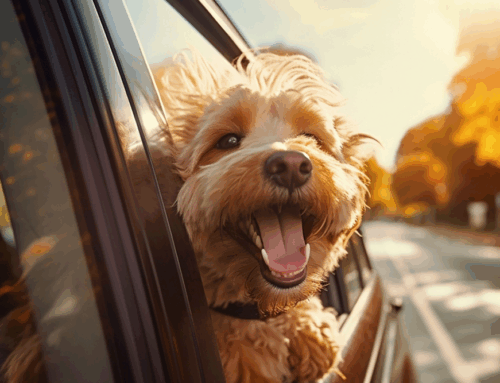 How to Prepare for Holiday Travel With Your Pet