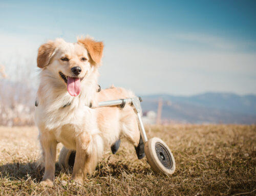 Signs of Neurological Disorders in Pets and When to Seek Help