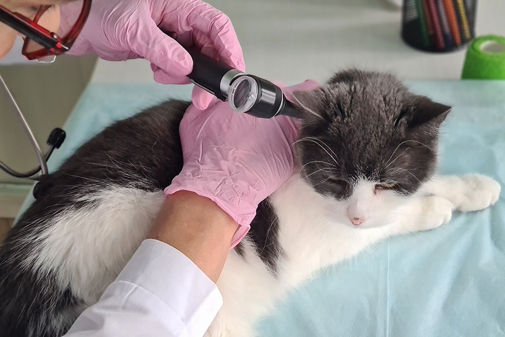 Veterinarian examining a cat’s ear with an otoscope during a routine veterinary checkup.