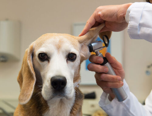 Recognizing and Treating Ear Infections in Dogs and Cats
