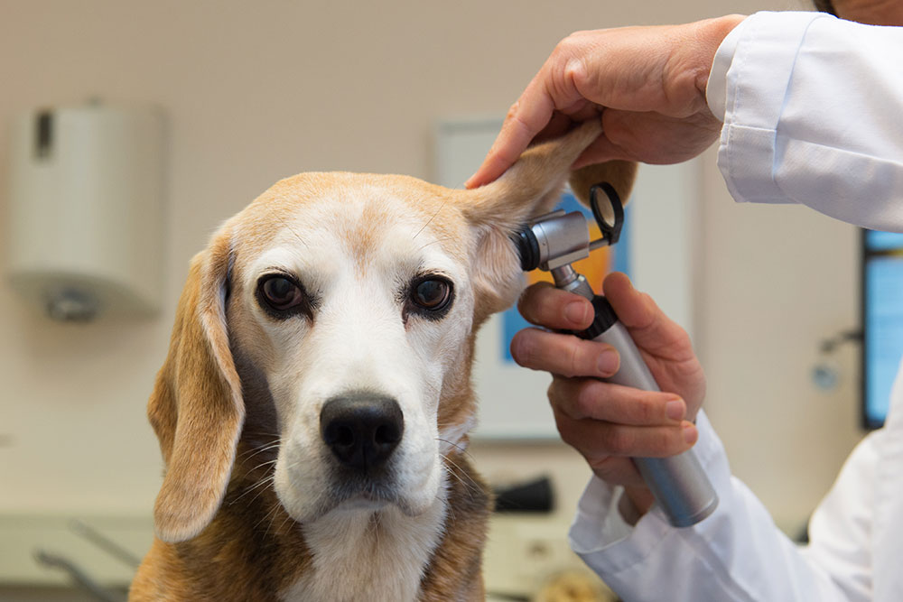 Veterinarian examining a dog’s ear with an otoscope during a routine veterinary checkup at an animal clinic.