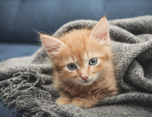 Winter Health Risks for Pets and How to Prevent Them