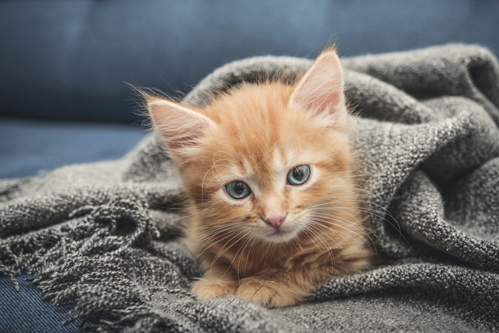 Orange kitten wrapped in a soft gray blanket.