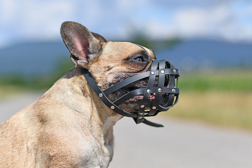 A profile view of a tan French Bulldog wearing a black leather basket muzzle while standing outside.