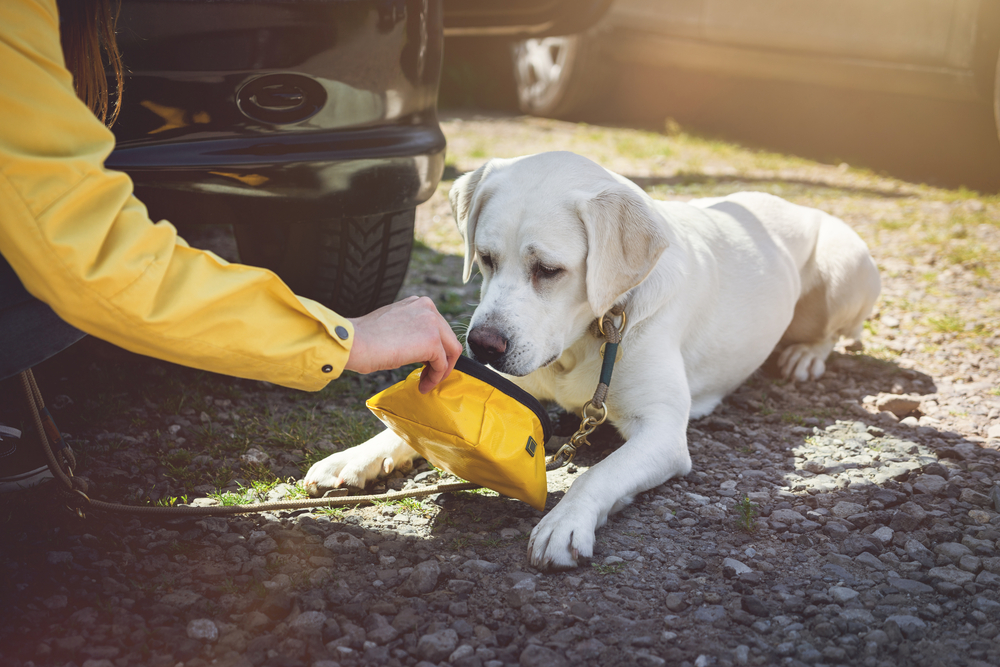 Dog drinking water from a portable bowl during travel.