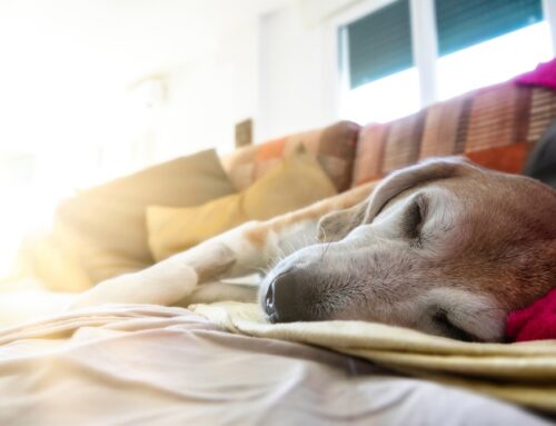 Post-Op Recovery with Integrative Care: Faster, Safer, Stronger