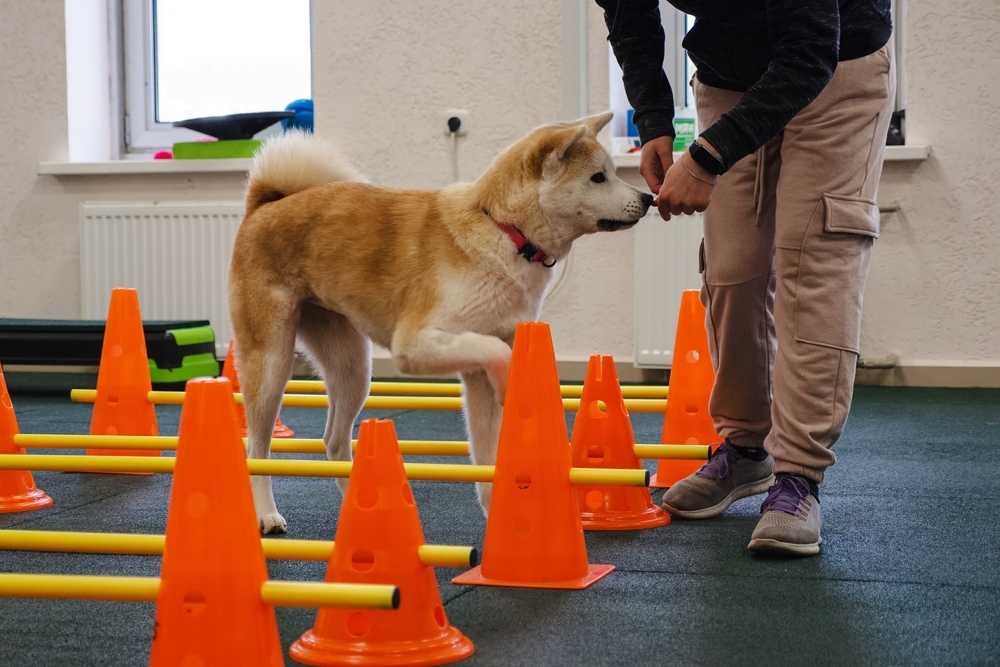 Dog receiving joint therapy for post-surgery recovery.