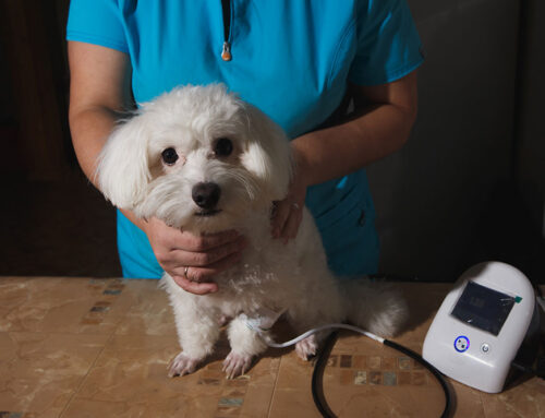 Senior Screening: Blood Pressure, Thyroid, and X-Rays-