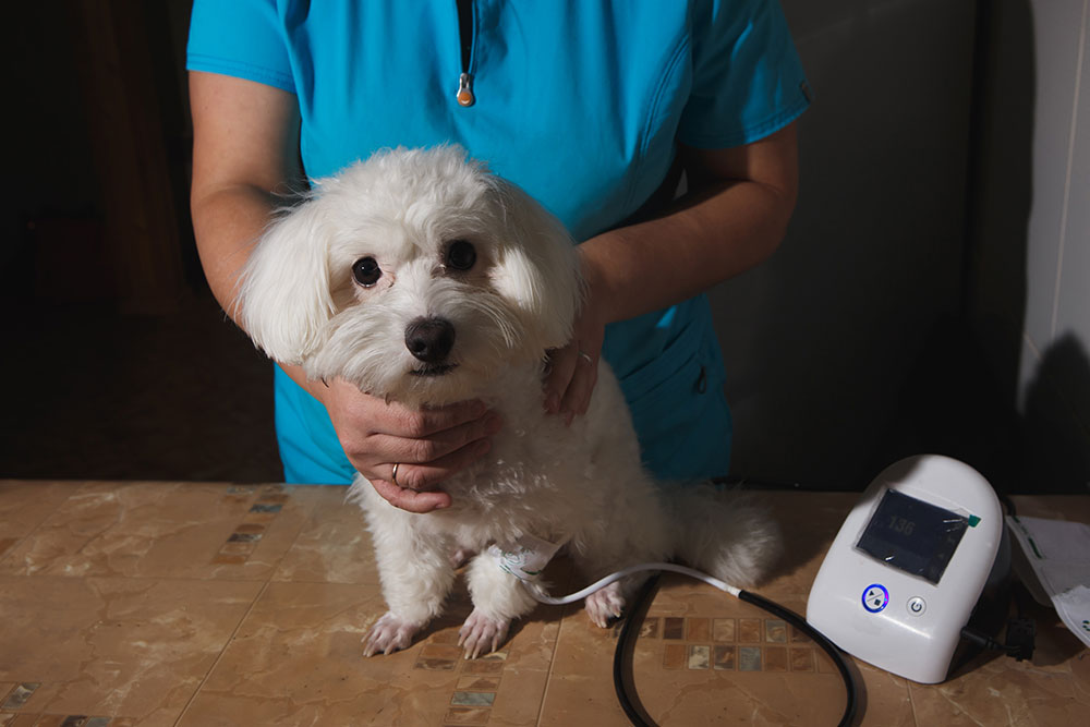 Small white dog receiving a blood pressure checkup from a veterinarian in blue scrubs.