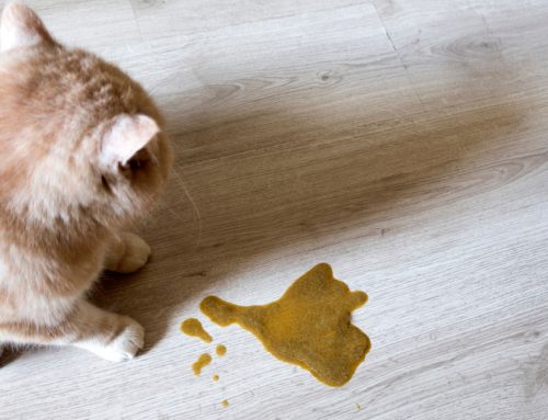 Chronic Vomiting: From Food Trials to GI Biopsy