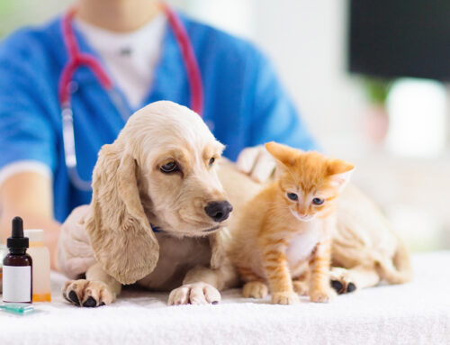 Deworming Schedules for Puppies & Kittens