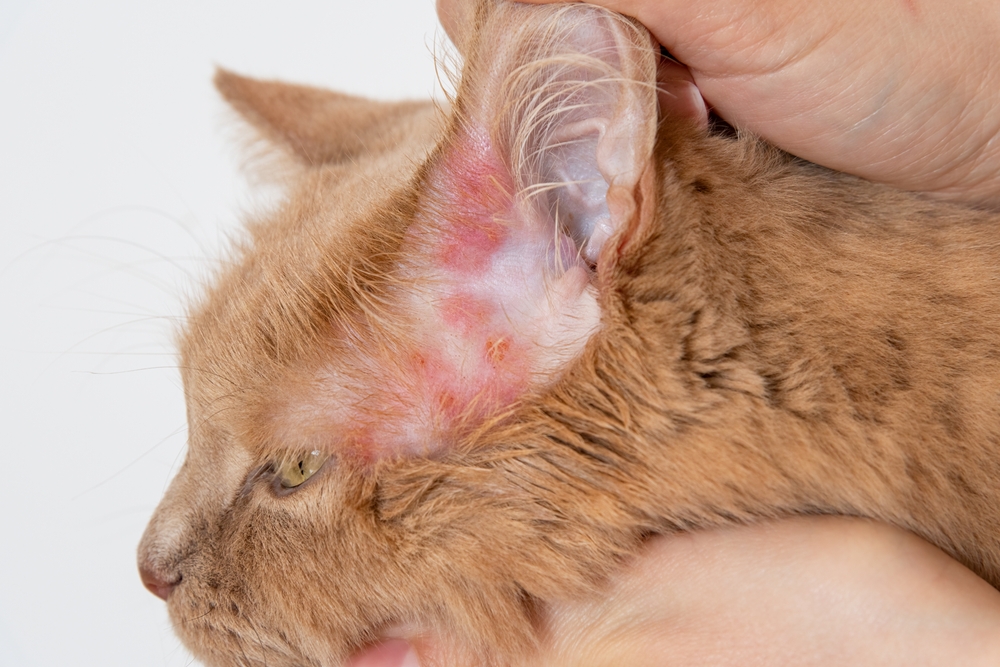 Close-up of rash and hair loss on a cat’s ear, showing dermatologic causes of alopecia in pets