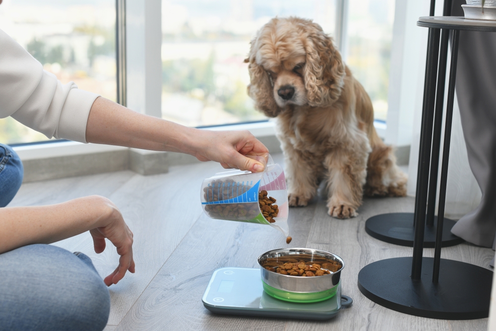 Woman measuring dry dog food portion using a digital kitchen scale for accurate pet feeding and nutrition control.
