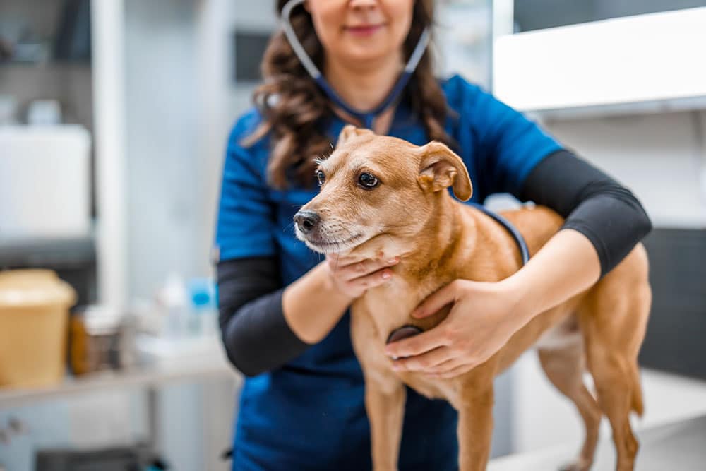 Veterinarian gently examining a brown dog on an examination table, checking its health during a routine visit in a veterinary clinic.