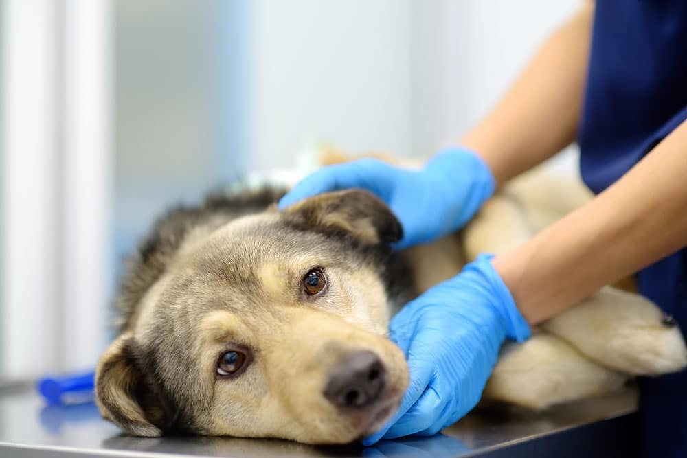 Veterinarian performing a physical examination on a German Shepherd dog, checking its mouth and overall health during a routine veterinary visit.