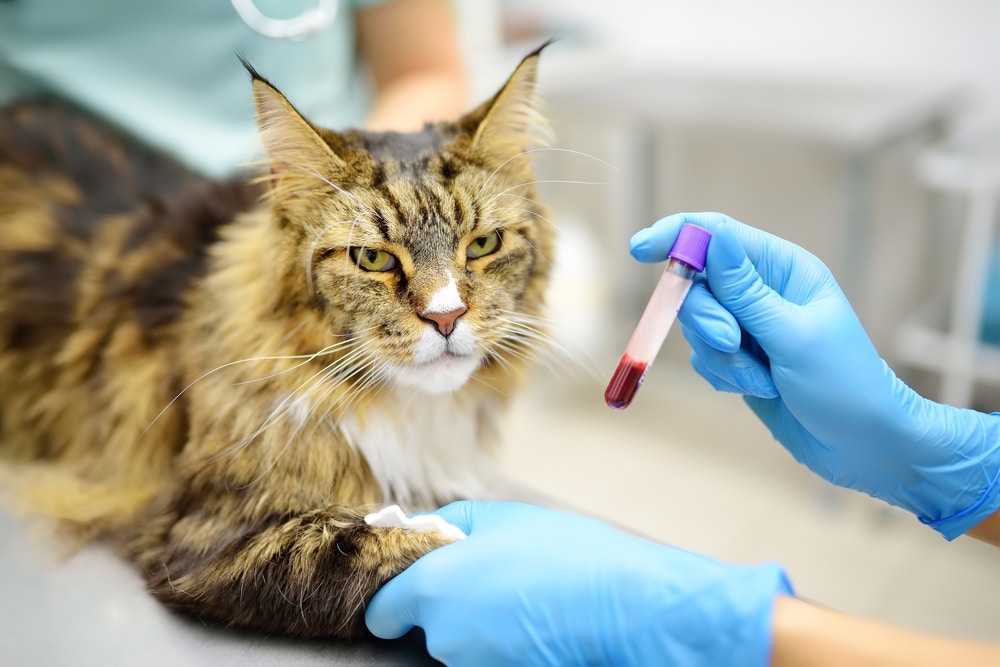 Cat receiving a blood test from a veterinarian during a routine health examination at an animal hospital.