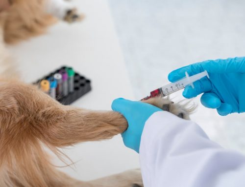 Could Your Pet’s Immune System Be Destroying Its Own Blood Cells?