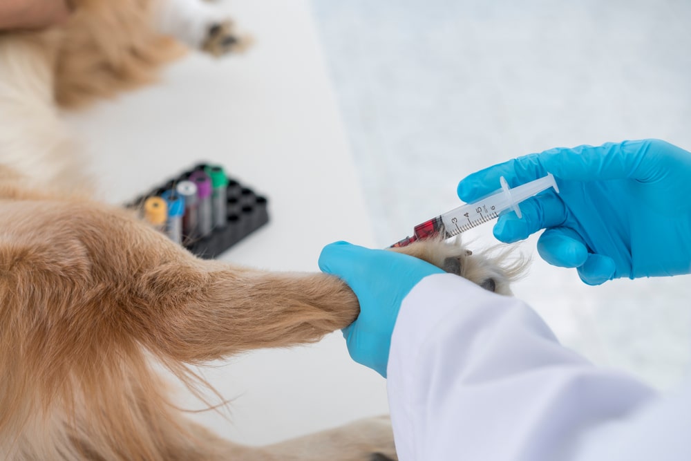 Dog undergoing a blood test at a veterinary clinic while being gently examined by a veterinarian during a routine health checkup.